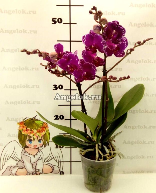 Азиатская орхидея купить цветы купить оптом пермь