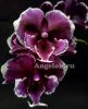 фото Фаленопсис Биг Лип (Phalaenopsis Younghome Pearl) Тайвань от магазина магазина орхидей Ангелок