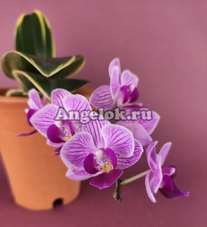 фото Фаленопсис Сого Вивьен (Phalaenopsis Sogo Vivien 'SOGO F858' ) Тайвань от магазина магазина орхидей Ангелок