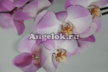 фото Фаленопсис (Phalaenopsis Empada so satisfied) от магазина магазина орхидей Ангелок