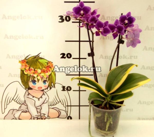 фото Фаленопсис пестролистный (Phalaenopsis Secret Love) от магазина магазина орхидей Ангелок