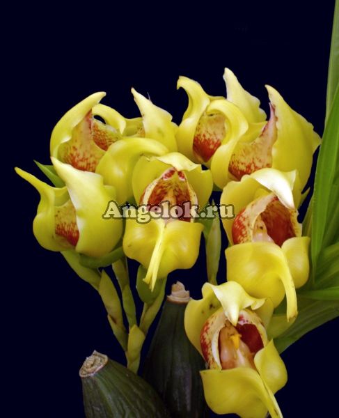 фото Ангулоа (Anguloa cliftonii var. luigui) от магазина магазина орхидей Ангелок