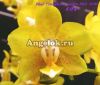 фото Фаленопсис (Phalaenopsis Younghome Golden Pixie '0198') Тайвань от магазина магазина орхидей Ангелок