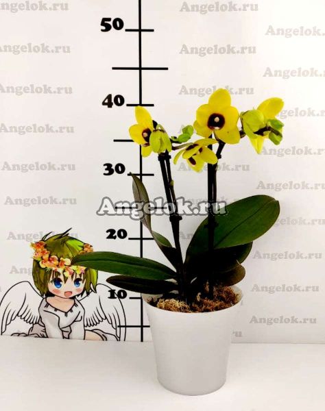 фото Фаленопсис Бонни (Phalaenopsis Bonnie) от магазина магазина орхидей Ангелок