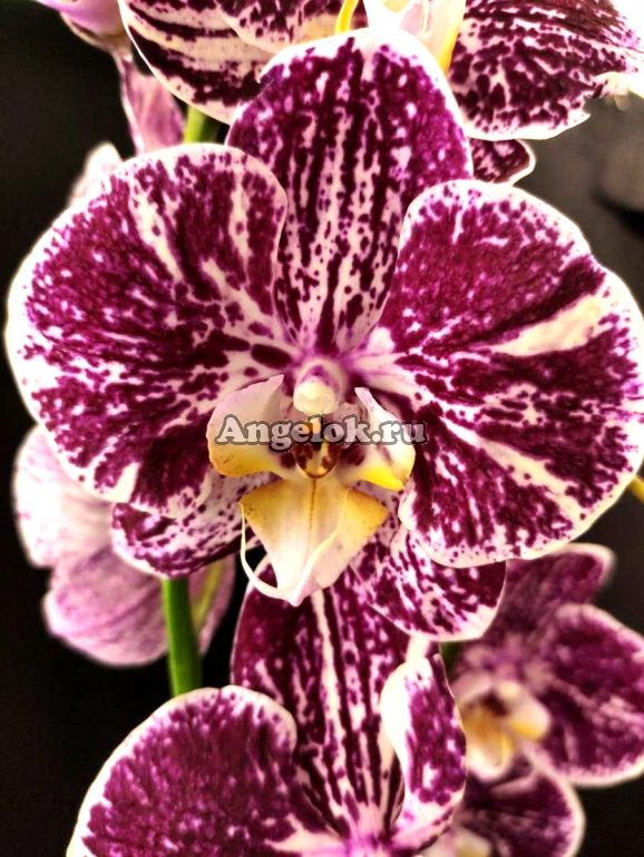 Фаленопсис (Phalaenopsis Compilation mutant) — купить в интернет-магазине  Ангелок