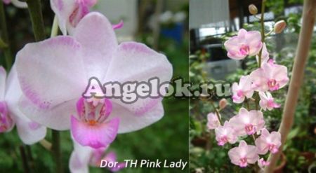 фото Фаленопсис (Dor. TH Pink Lady) Тайвань от магазина магазина орхидей Ангелок