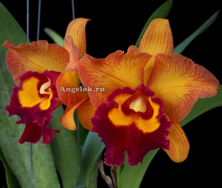 Каттлея (Rlc.Hsinying Joy 'Chief Wilson')