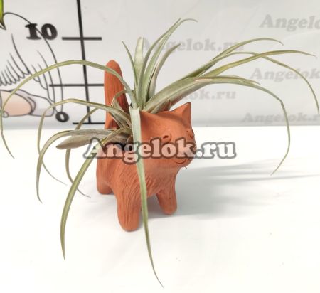 фото Блок для орхидей Кот от магазина магазина орхидей Ангелок