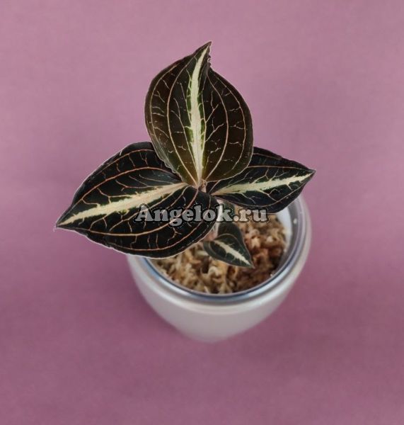 фото Анектохилус (Anoectochilus leyli) от магазина магазина орхидей Ангелок