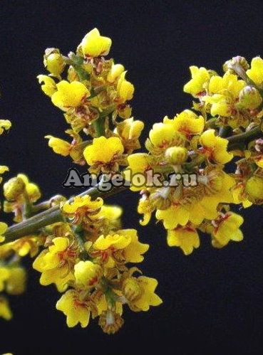 фото Онцидиум пумилиум (Onc.pumilum) от магазина магазина орхидей Ангелок