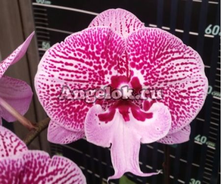 фото Фаленопсис Биг Лип (Dtps.Miki Dancer'62') Тайвань от магазина магазина орхидей Ангелок