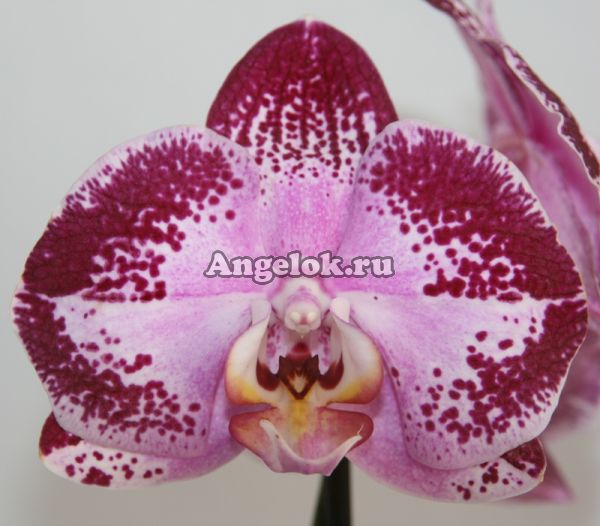 фото Фаленопсис (Dtps Jiuhbao ‘Fairy’) от магазина магазина орхидей Ангелок