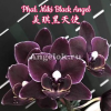 фото Фаленопсис Черный Ангел (Phalaenopsis Miki Black Angel) Тайвань от магазина магазина орхидей Ангелок