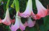 фото Бругмансия (Brugmansia) розовая от магазина магазина орхидей Ангелок