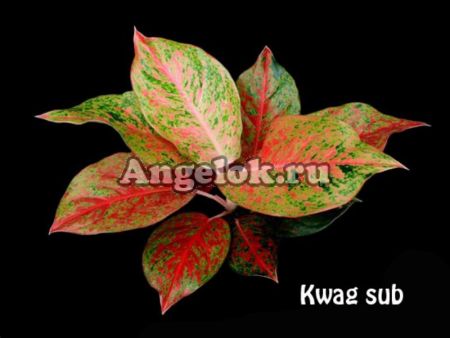 фото Аглаонема (Kwag sub) от магазина магазина орхидей Ангелок