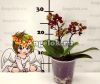 Фаленопсис Тайсуко Кобольд (Phalaenopsis Taisuco Kobold)