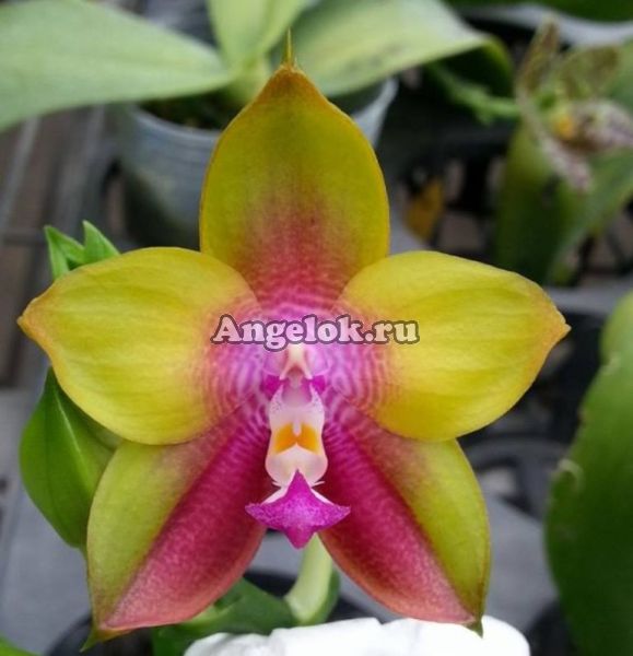 фото Фаленопсис (Phalaenopsis Dragon Tree Eagle “DT168”) от магазина магазина орхидей Ангелок