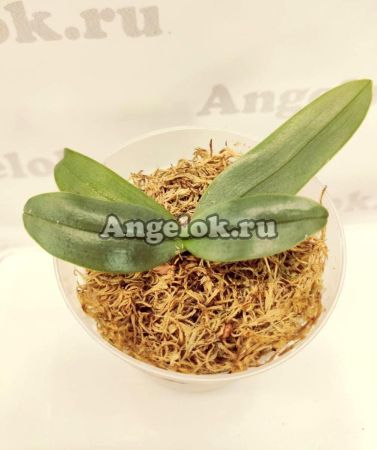 фото Фаленопсис Гигантея (Phalaenopsis gigantea x sib) детка от магазина магазина орхидей Ангелок