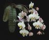 фото Фаленопсис Филиппинский (Phalaenopsis philippinensis) Тайвань от магазина магазина орхидей Ангелок