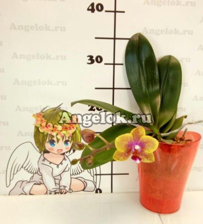 фото Фаленопсис (P.Sogo Lawrence) 3,5 Тайвань от магазина магазина орхидей Ангелок