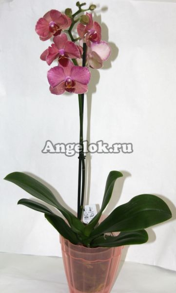 фото Фаленопсис (Phalaenopsis ) ph-88 от магазина магазина орхидей Ангелок