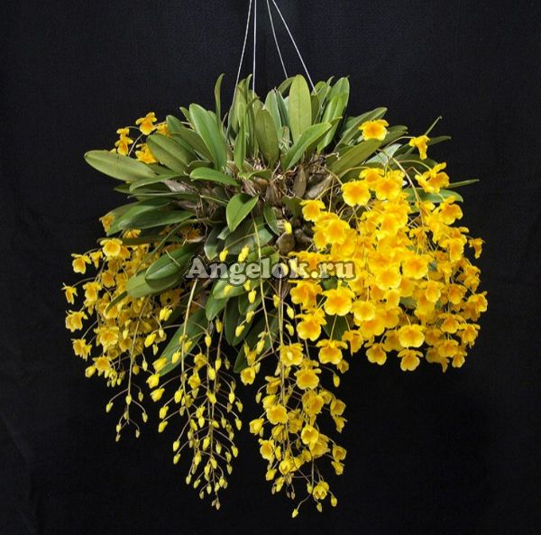 фото Дендробиум Линдли (Dendrobium lindleyi) Тайвань от магазина магазина орхидей Ангелок