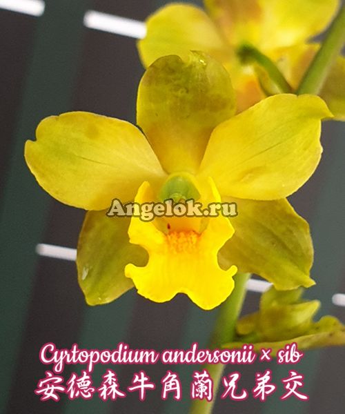 фото Циртоподиум (Cyrtopodium andersonii × sib) Тайвань от магазина магазина орхидей Ангелок