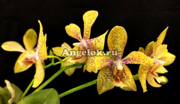 фото Фаленопсис Джулия (Phalaenopsis Julia) от магазина магазина орхидей Ангелок
