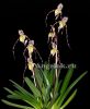фото Пафиопедилум филиппинский (Paphiopedilum philippinense) от магазина магазина орхидей Ангелок