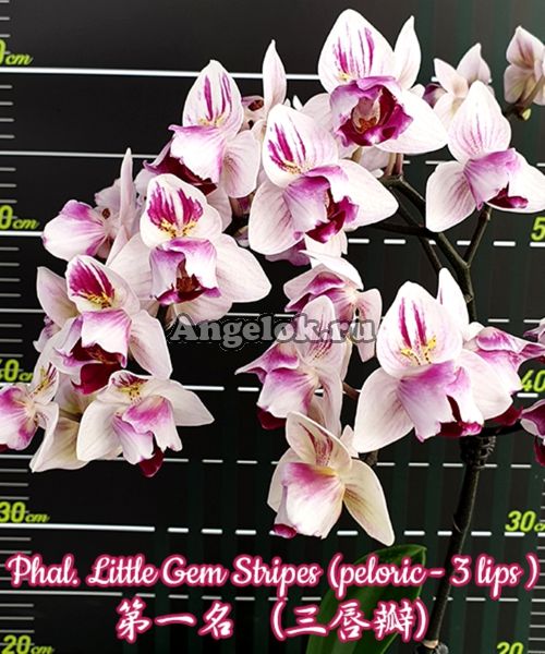 фото Фаленопсис пелорик (Phalaenopsis Little Gem Stripes) Тайвань от магазина магазина орхидей Ангелок