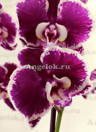 фото Фаленопсис (Phalaenopsis Purple Rain) от магазина магазина орхидей Ангелок