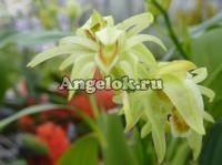 фото Целогина (Coelogyne inarmorata) от магазина магазина орхидей Ангелок