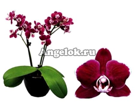 Фаленопсис детка (Phalaenopsis Coco 19)