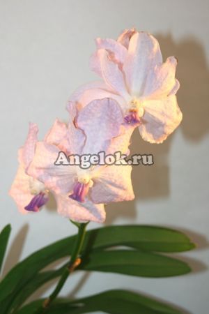 фото Ванда (Vanda coerulea) голубая от магазина магазина орхидей Ангелок