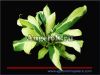 фото Филодендрон (Philodendron Green-Yellow) от магазина магазина орхидей Ангелок