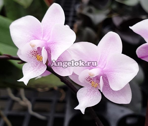 Фаленопсис (Phalaenopsis Jiaho's Pink Girl) Тайвань