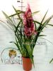 Цимбидиум (Cymbidium) c-06