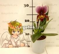 фото Пафиопедилум гибридный розовый (Paphiopedilum hybrid) от магазина магазина орхидей Ангелок