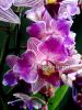 фото Фаленопсис бабочка (Phalaenopsis Santiago) пелорик от магазина магазина орхидей Ангелок