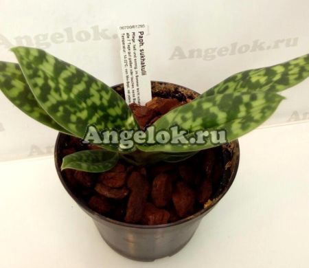 фото Пафиопедилум (Paphiopedilum sukhakulii) от магазина магазина орхидей Ангелок