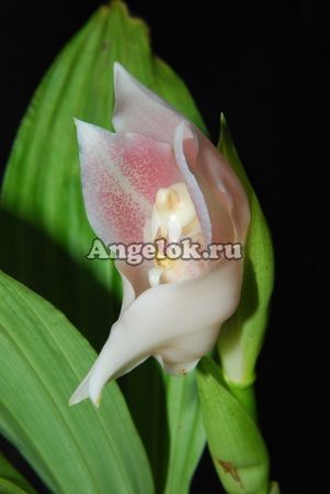 фото Ангулоа (Anguloa virginalis) от магазина магазина орхидей Ангелок