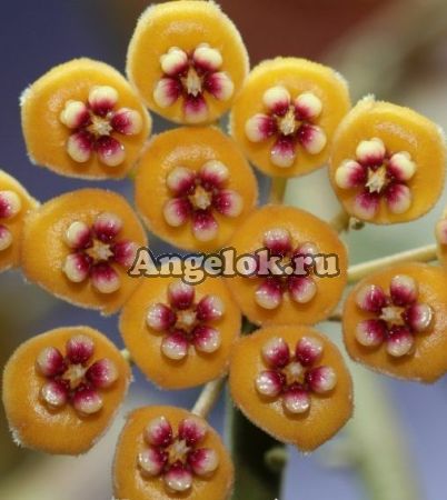 фото Хойя Веймани (Hoya waymaniae malaisia) черенок от магазина магазина орхидей Ангелок