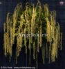 Дендрохилум Кобба (Dendrochilum cobbianum) Тайвань