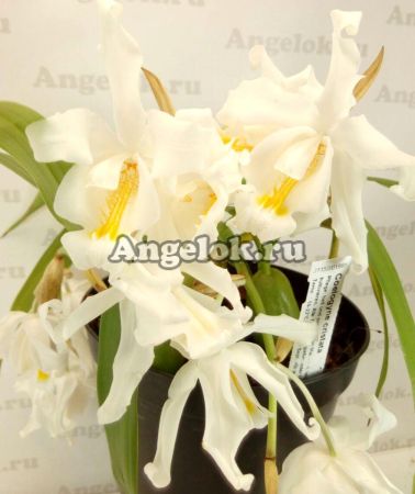 фото Целогина гребенчатая (Coelogyne cristata) детка от магазина магазина орхидей Ангелок