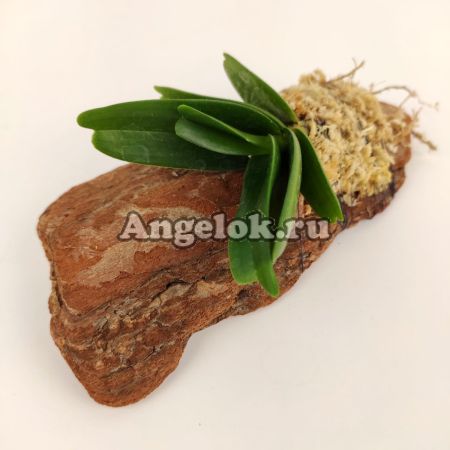 фото Саркоглифис (Sarcoglyphis mirabilis) от магазина магазина орхидей Ангелок