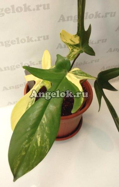фото Филодендрон Маска (Philodendron Squamiferum Magic Mask) от магазина магазина орхидей Ангелок