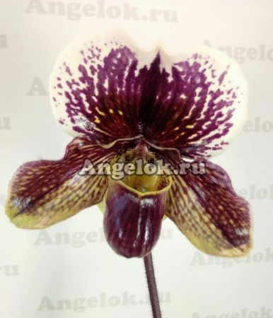 фото Пафиопедилум (Paph.Winston Churchill × fairrieanum) Тайвань от магазина магазина орхидей Ангелок