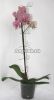 фото Фаленопсис (Phalaenopsis ) ph-12_1 от магазина магазина орхидей Ангелок