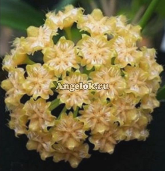 Хойя Миндоренсис (Hoya mindorensis 'Sweet Yellow') черенок