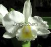 фото Каттлея (Cattleya) cat-05 от магазина магазина орхидей Ангелок